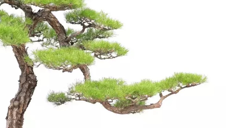 飘枝在盆景中真的很重要吗,飘枝与跌枝同时具备的盆景