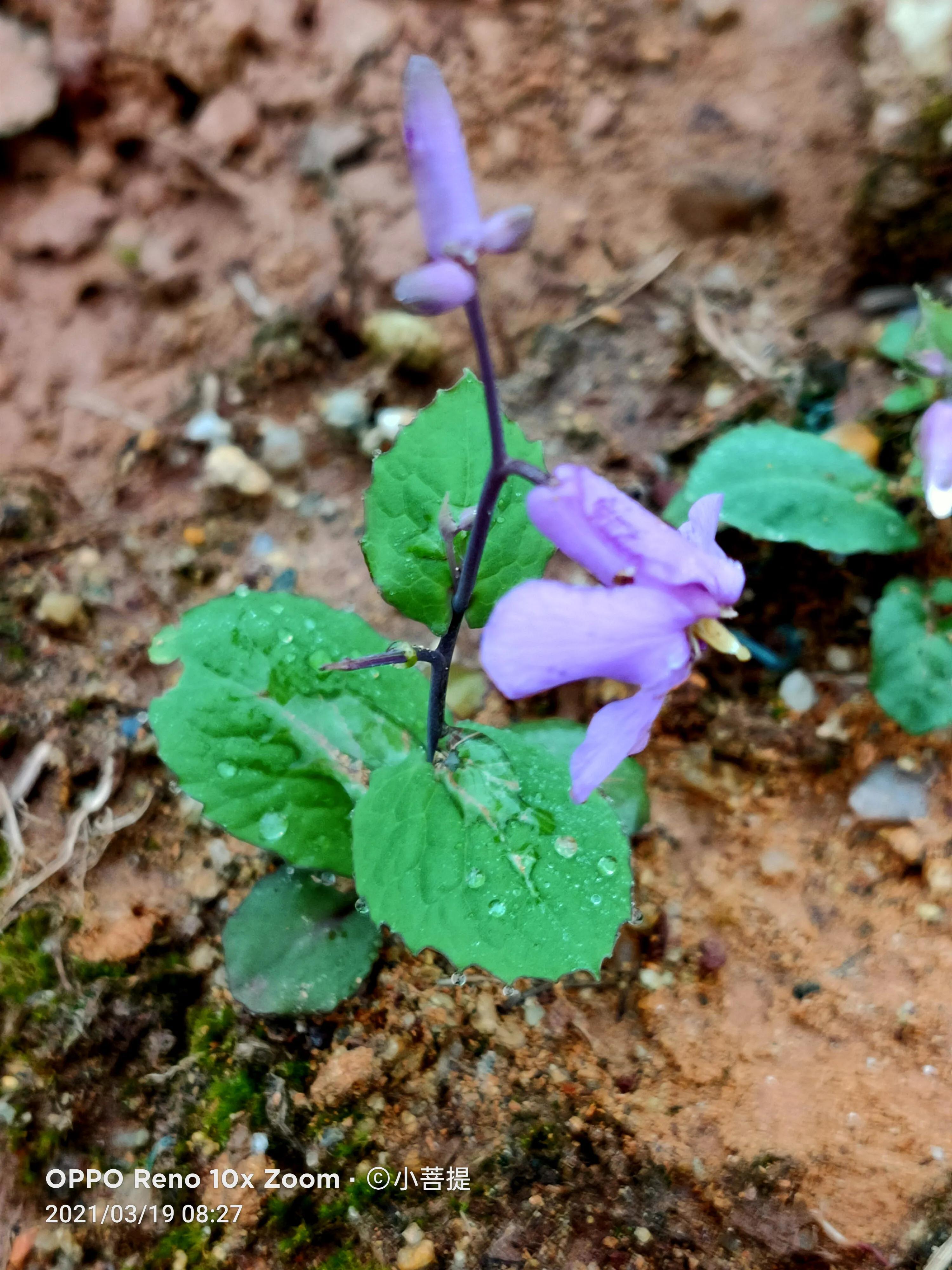 这种植物为成就蜀国屡次北伐功不可没