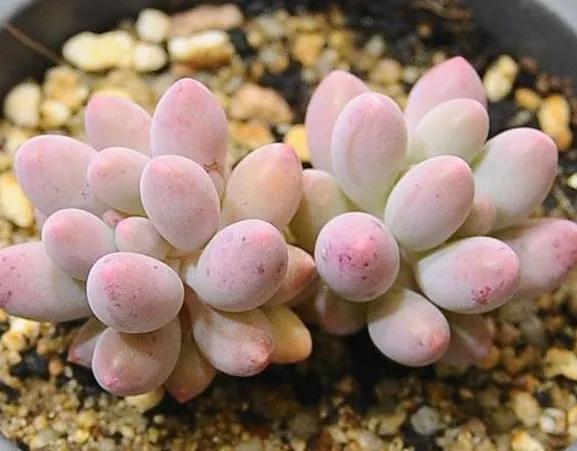 最全多肉图鉴大全,图鉴植物