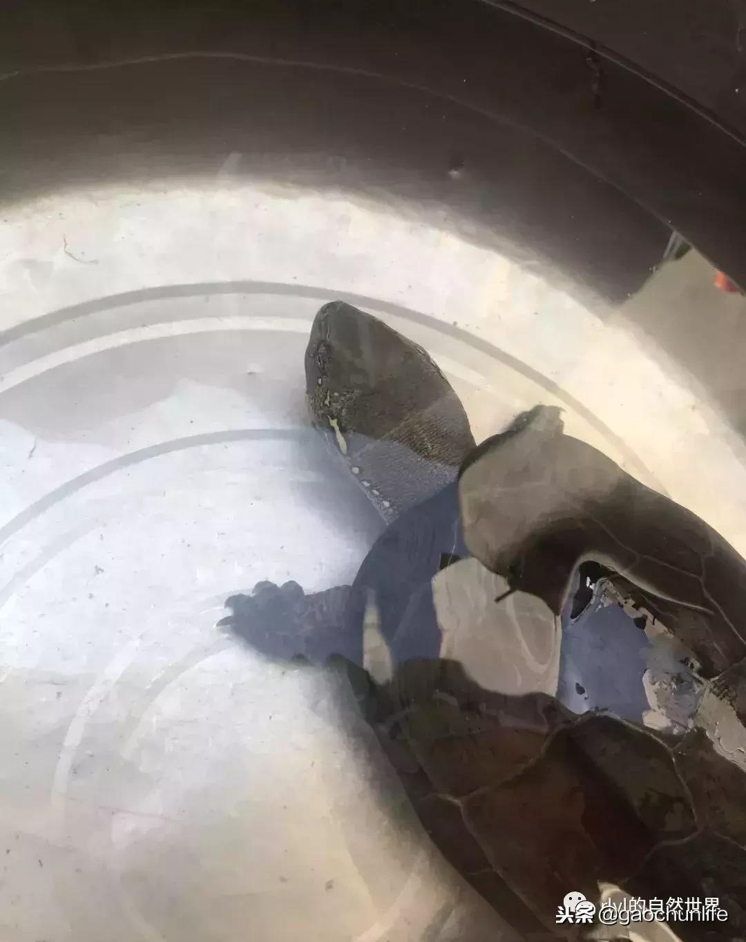 大草龟和小草龟谁好养,变异草龟和草龟的区别