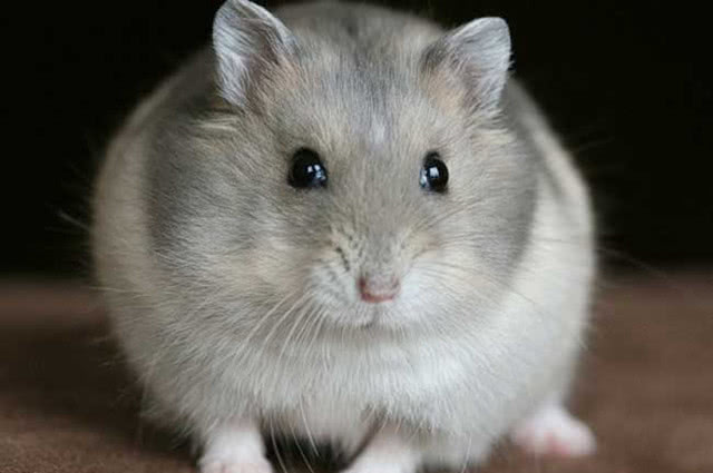 怎么防止仓鼠吃鼠宝宝,公仓鼠把母鼠宝宝吃了怎么办