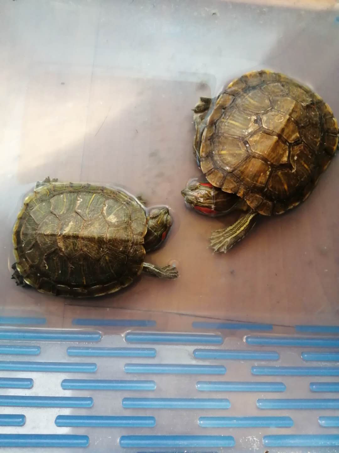 养花种树养鱼养乌龟,龟缸里养绿萝乌龟会中毒吗