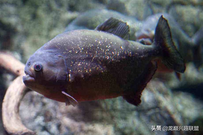 你喜欢彪悍凶猛的观赏鱼吗？选它们就对了
