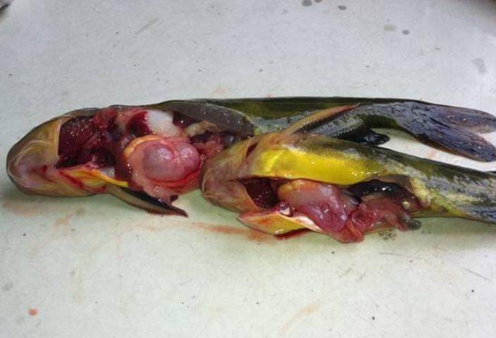 近期黄颡鱼病爆发,黄颡鱼肠炎怎么控料