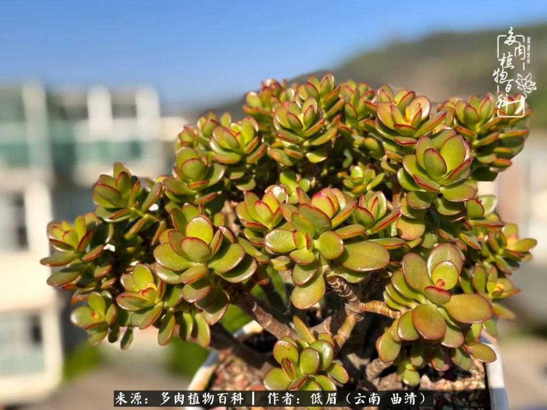 怎么在多肉植物百科投稿,怎样向多肉植物百科投稿