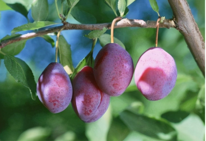 它和黑布林是*亲近**，进口的卖高价，国内种植的却常制成干果