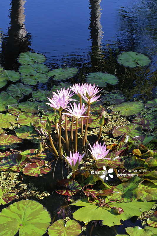 6种美好的花儿，陪你走过整个夏天的各个节气
