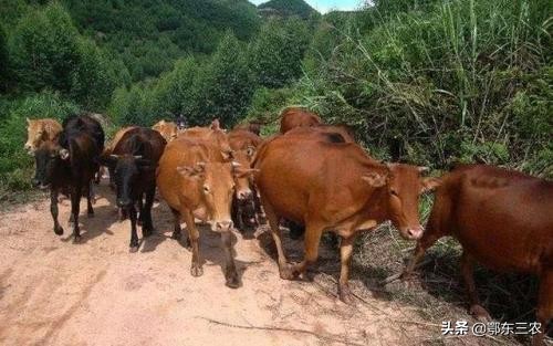 农村养牛有什么好项目,羊和养牛哪个效率高