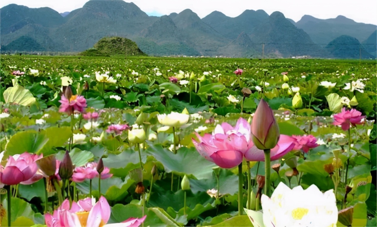 西安出发到云南跟团游推荐,6月西安到云南5天旅游攻略