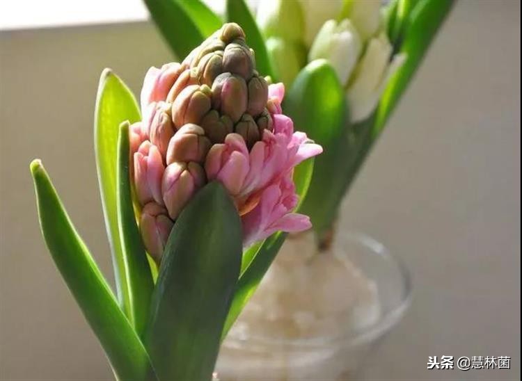 风信子水培小窍门,风信子水培方法教程