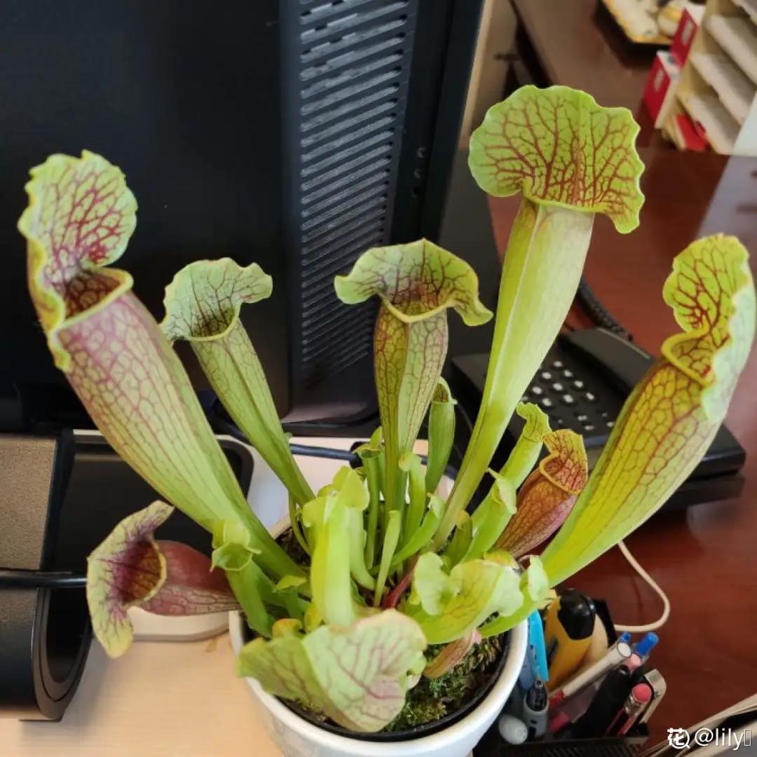 花盆里的小黑飞苍蝇怎么处理,家里养什么花最容易生小黑飞虫