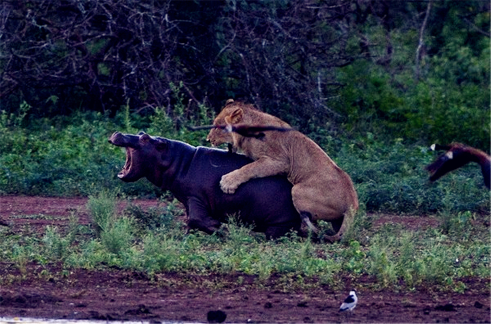 非洲狮偷袭小河马，被赶来的母河马救下，最后却落入公河马的嘴中