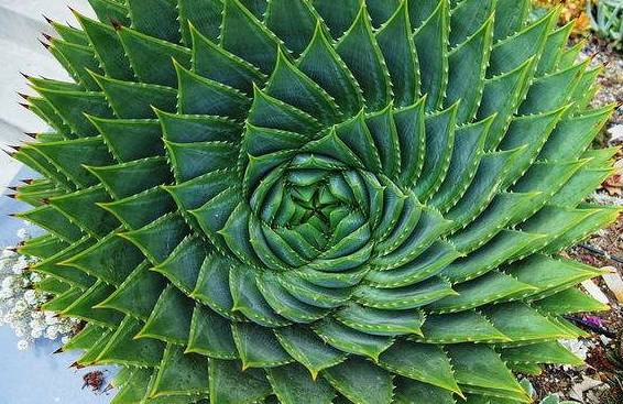 耐活好养的盆栽植物芦荟,芦荟全身都是宝