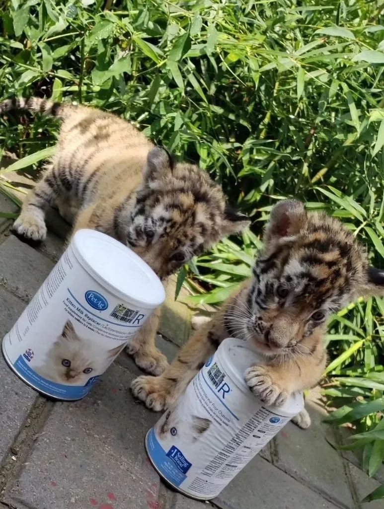 谁在证明PetAg美国倍酷奶粉的强大口碑？来自全球用户的真实反馈