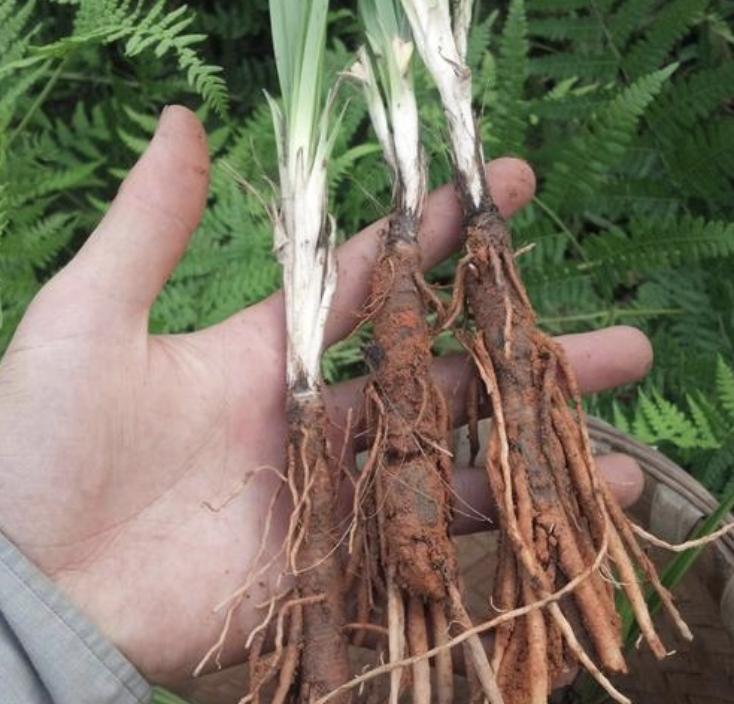 在农田里，有“1种草”根茎粗壮，叶片美，人称“仙茅”，珍贵