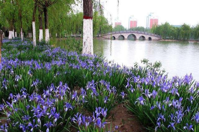 马蔺是木本还是草本植物,马蔺是草木还是花卉