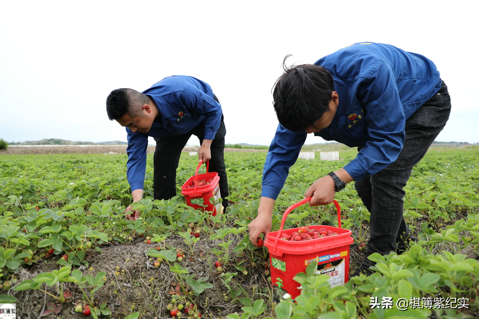 草莓王传奇：200多个大棚，实施空中草莓计划，明年手机遥控草莓
