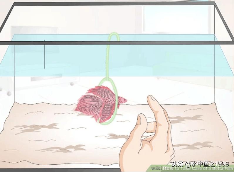 怎么跟斗鱼谈判,怎么跟刚到家的泰国斗鱼互动