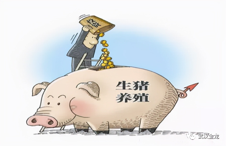 武汉金龙王军：盲目扩张、急功近利…非洲猪瘟对行业的影响与变革正在显现|猪业视点