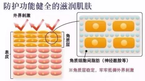 神经酰胺是蛋白质吗,神经酰胺是一种什么成分