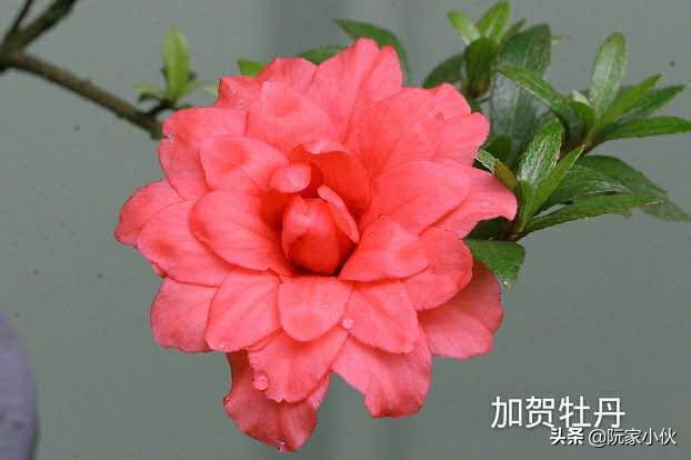 映山红嫁接的杜鹃怎么养护,映山红嫁接杜鹃多久长芽