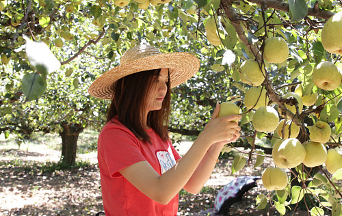 海归女博士弃高薪回村种梨,海归女博士放弃高薪