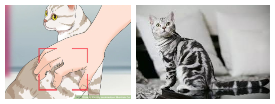 美短虎斑猫咪的品种,美国短毛猫虎斑价格