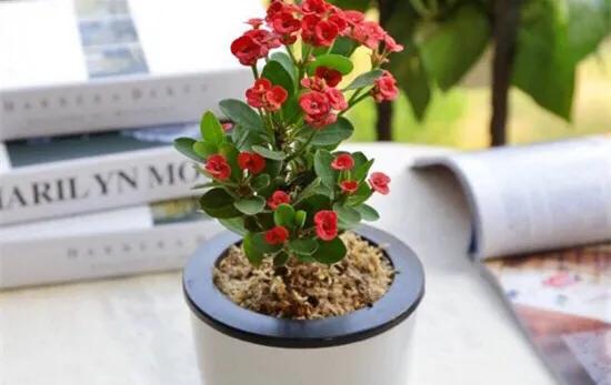 家养虎刺梅，如何养护才好？正确方法在这里。