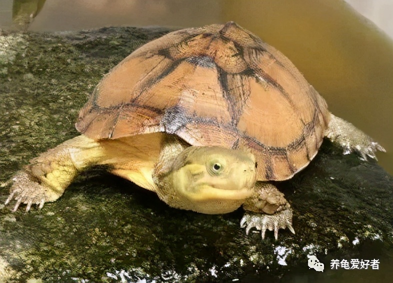 龟缸里有味道怎么处理,龟缸换水还是有白泡沫怎么处理