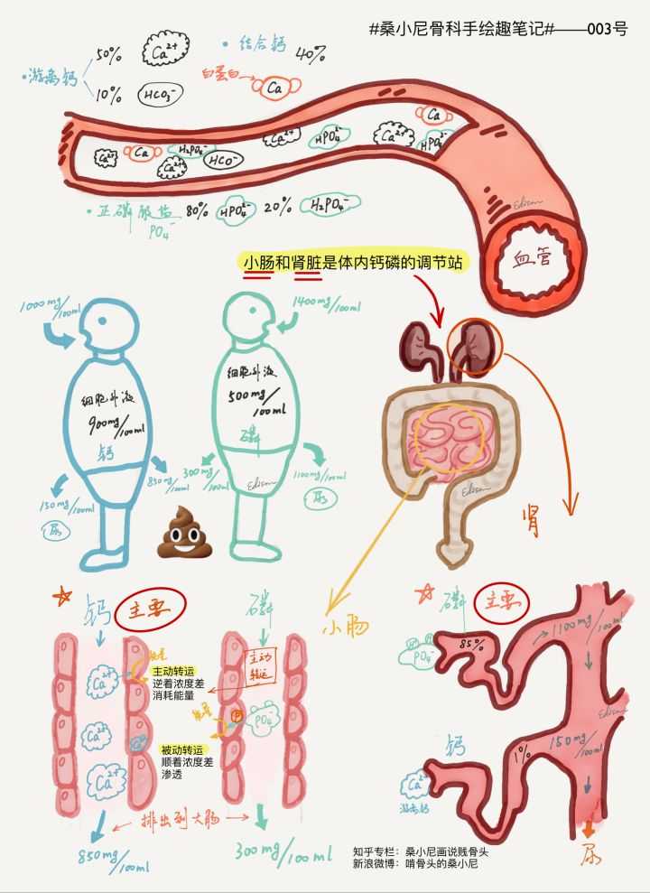 甲亢对身体哪些器官有影响,甲状腺结节甲亢会影响寿命吗