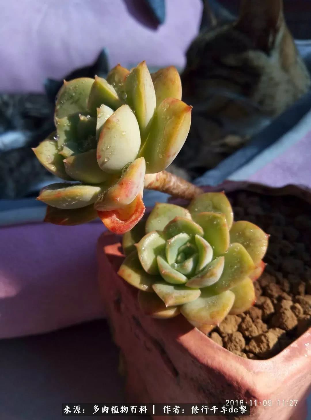 鱼和熊掌不可兼得自由和爱情,鱼和熊掌不可兼得胖和丑如影随形