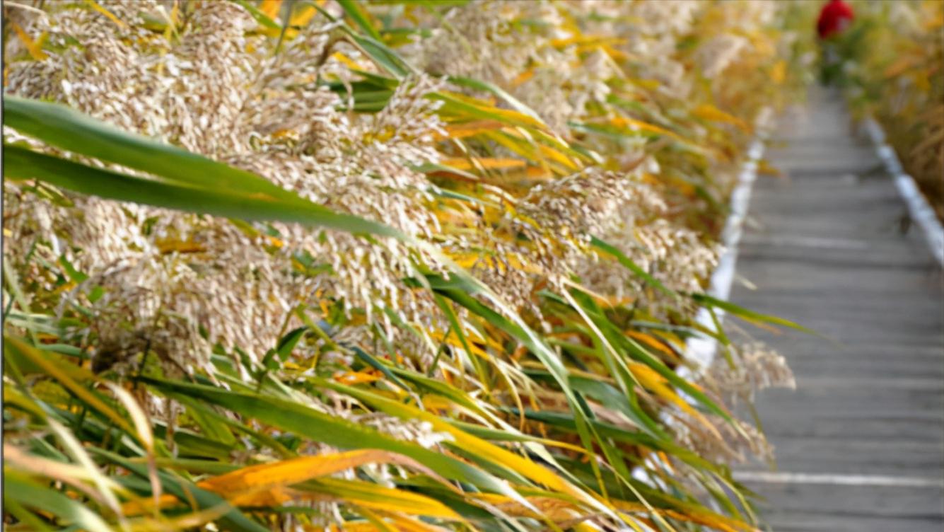 辽宁省盘锦市有什么区,浅谈全国各省份