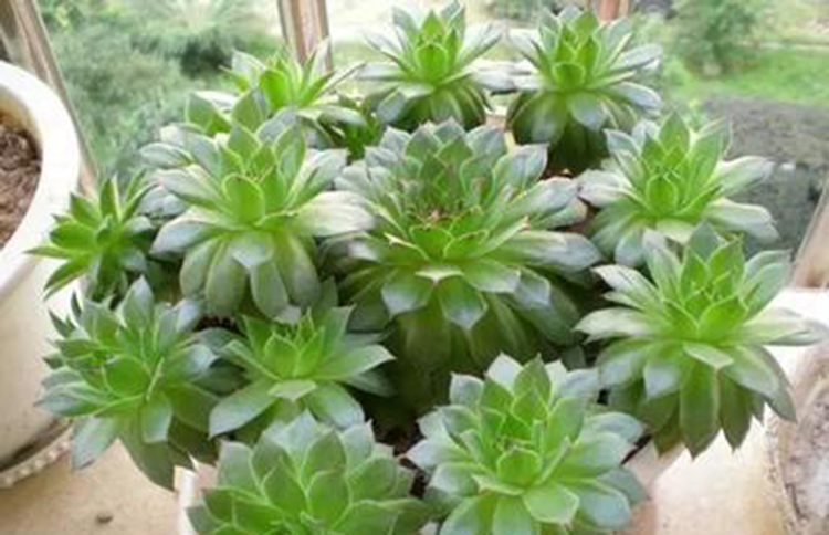 养多肉观音莲注意事项,养观音菩萨注意事项