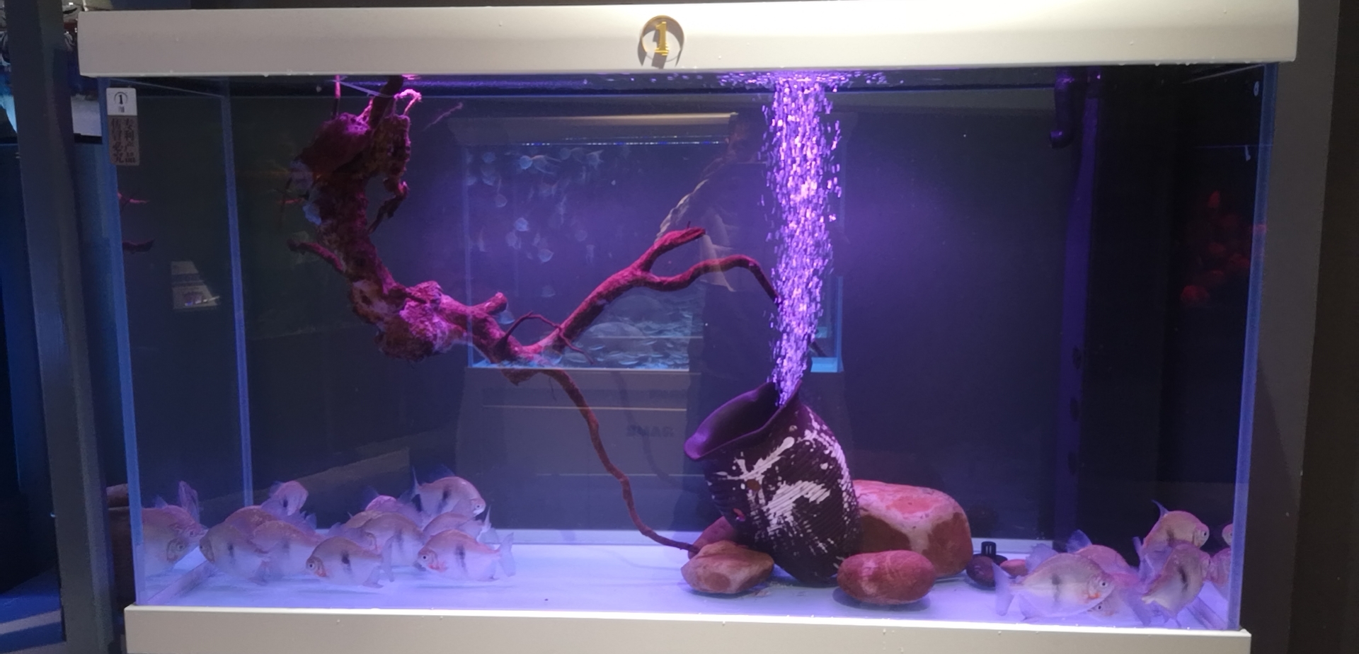 观赏鱼预防疾病用什么药,观赏鱼升温有什么用