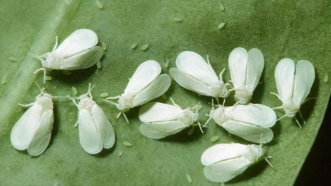 养花中出现小黑飞蚊怎么消除,养花有小黑飞怎么办