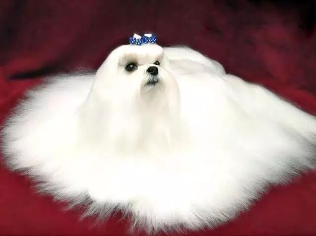 45只名犬排行,45种名犬您都认识吗