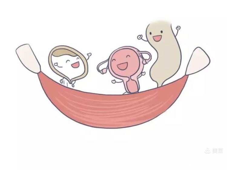 盆底肌这么重要你知道吗,腹直肌与盆底肌哪个重要