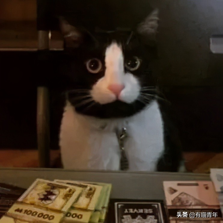 橘猫为什么是魔鬼,橘猫的恐怖之处