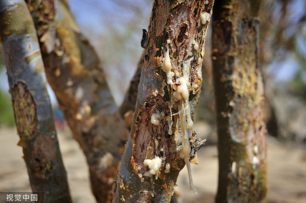精油小知识罗马洋甘菊,精油小知识大全
