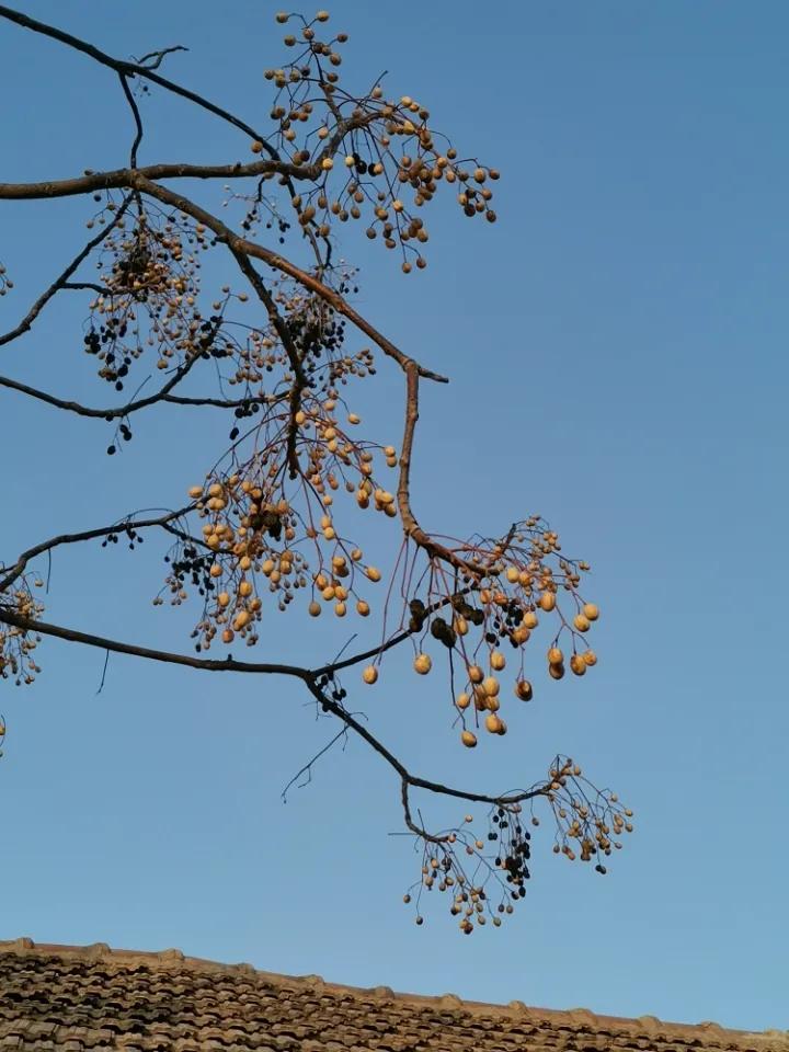 虫虫大作战对战所有昆虫攻略,虫虫大作战灭虫视频