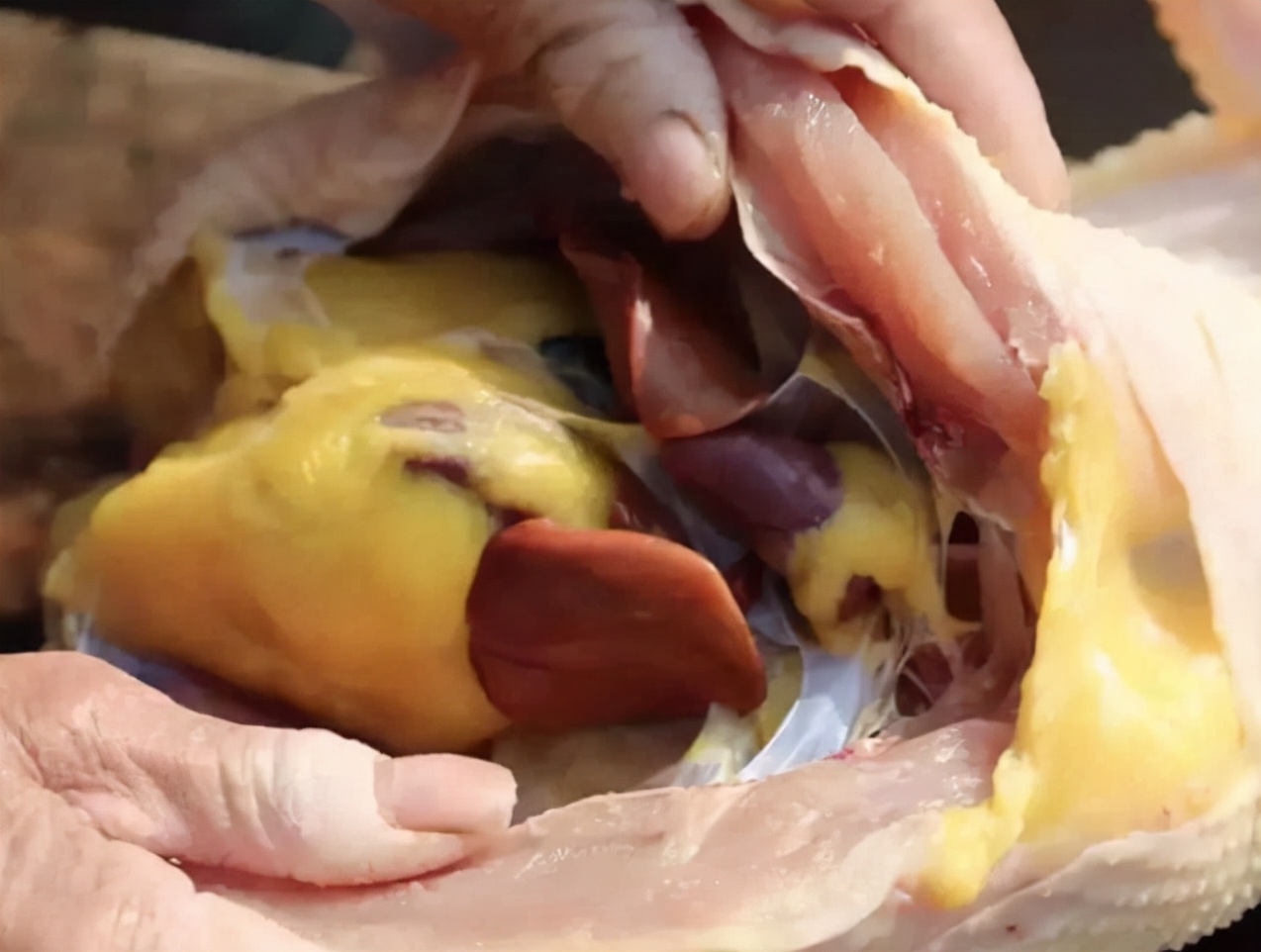 杀鸡时看到鸡皮有疙瘩怎么回事,杀鸡肚子里黄油留着还是扔了