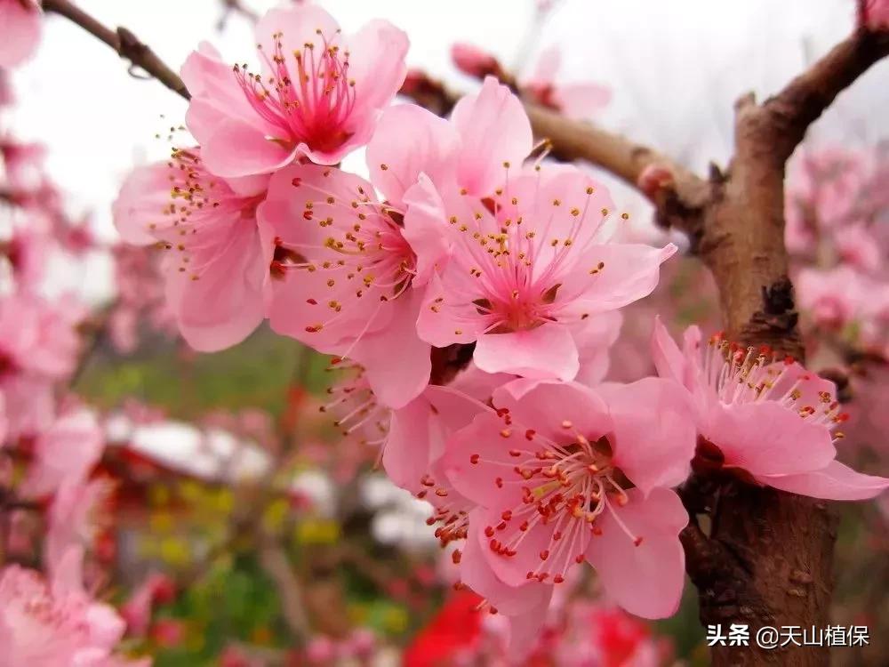 上榜啦！*疆新**鸟市和石市即将被国家命名！未来发展不可估量