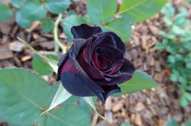 爱上养花有意义吗,爱上养花花草草