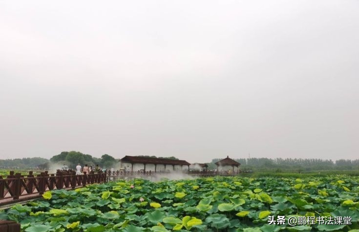 莲池湖公园赏荷花攻略,荷塘月色湿地公园最佳赏荷时间