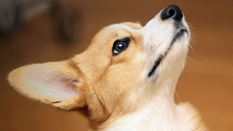 柯基十大优缺点,柯基智身价