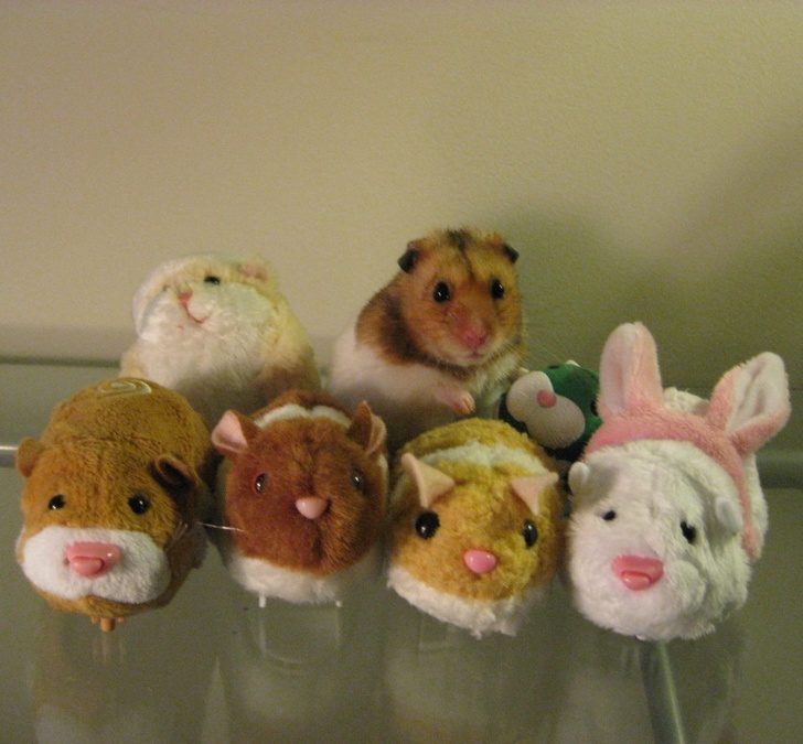 鐚挭鐙楃嫍鎴愮簿浜嗛兘浼氳璇濅簡,鐚挭鐙楃嫍鍙樺寲