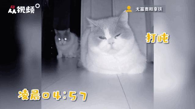 “因为一句话，我家猫在监控前守了一夜，彻夜未眠”