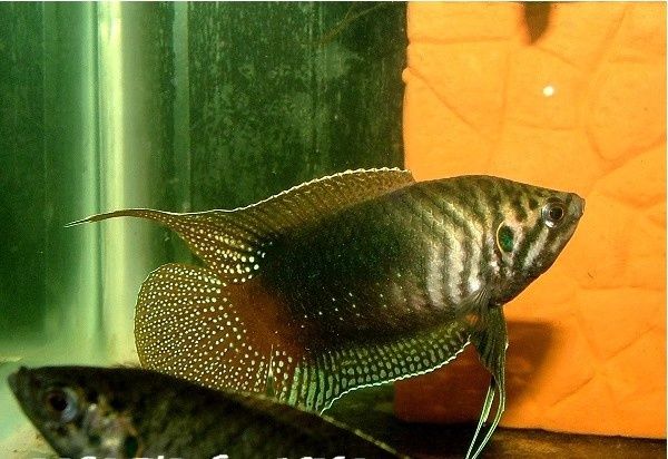 圆尾斗鱼能和泰国斗鱼杂交吗,圆尾斗鱼观赏鱼