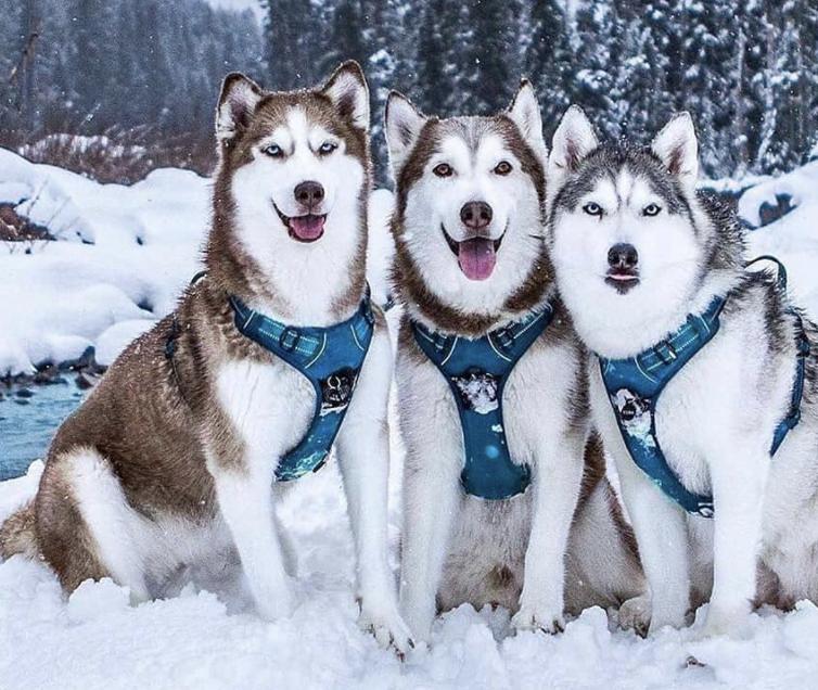 萌犬犬种,萌犬二十种名称