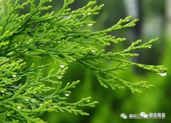 乌须黑发最有效的食疗方,白发怎么食疗能变黑发